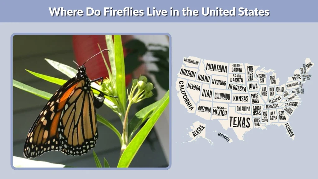 Where Do Fireflies Live in the United States