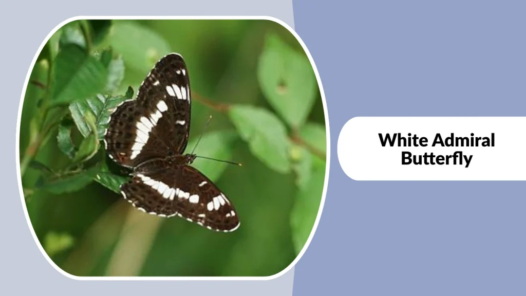 White Admiral Butterfly