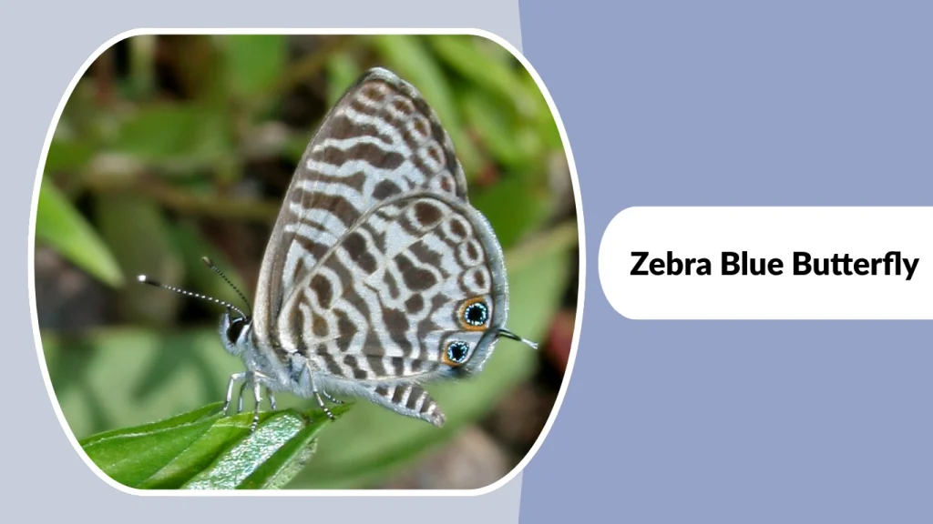 Zebra Blue Butterfly