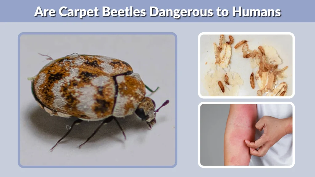 Are Carpet Beetles Dangerous to Humans
