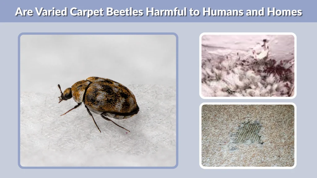 Are Varied Carpet Beetles Harmful to Humans and Homes
