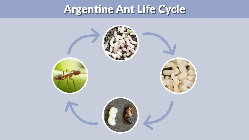Argentine Ant Life Cycle