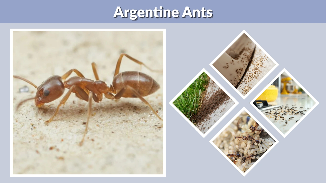 Argentine Ants Behavior, Habitat, Lifecycle & Control