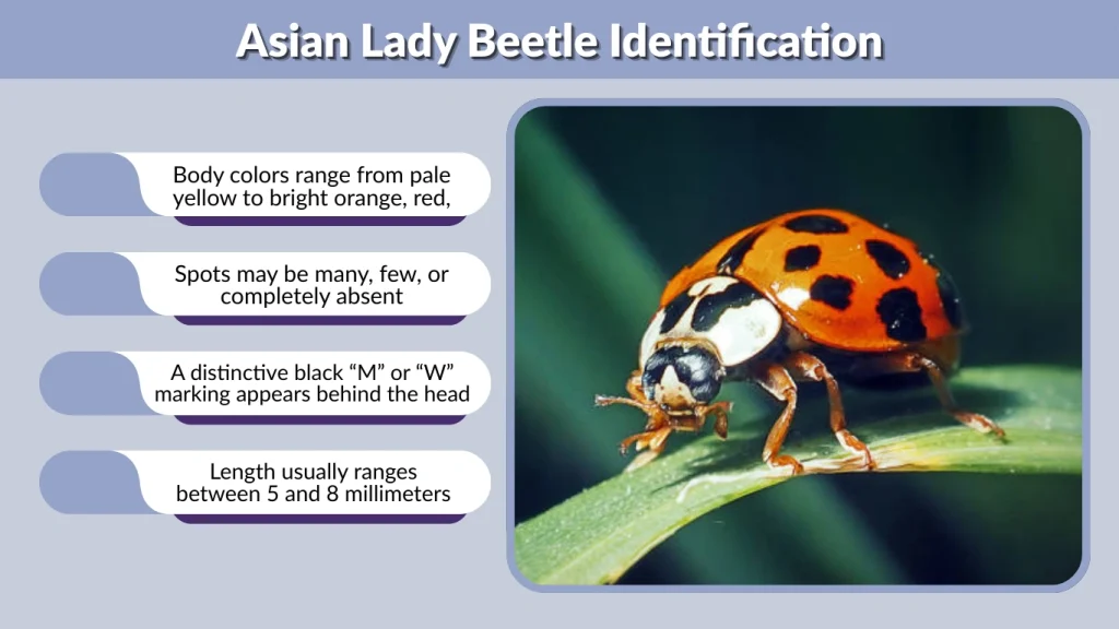 Asian Lady Beetle Identification
