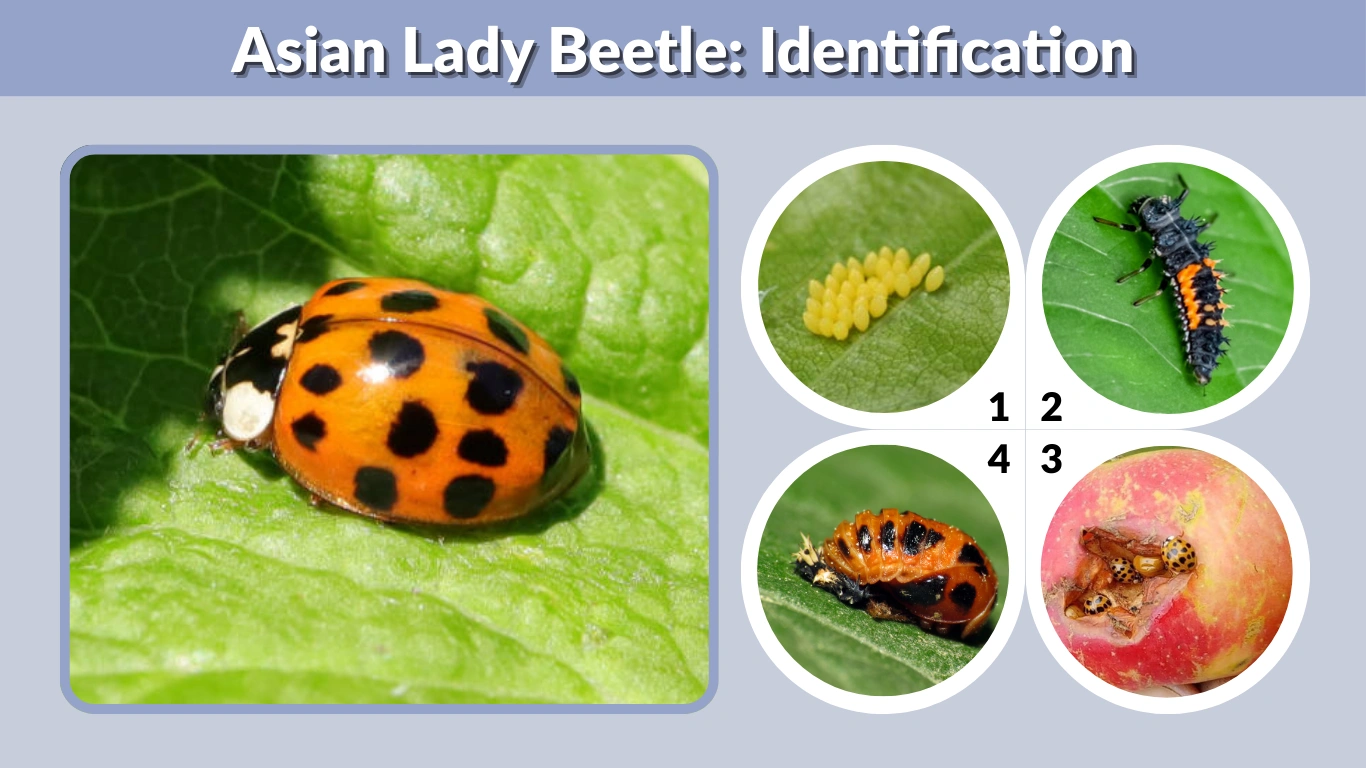 Asian Lady Beetle Identification, Habitat, Bites & Control