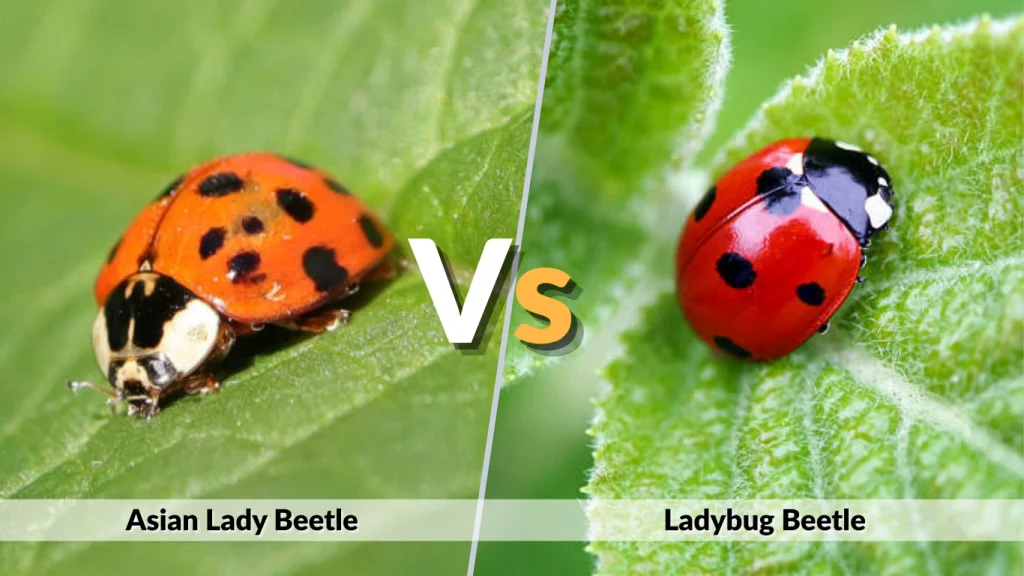 Asian Lady Beetle vs Ladybug