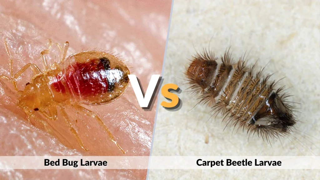 Bed Bug Larvae vs Carpet Beetle Larvae