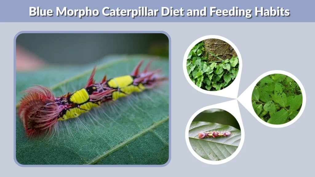 Blue Morpho Caterpillar Diet and Feeding Habits
