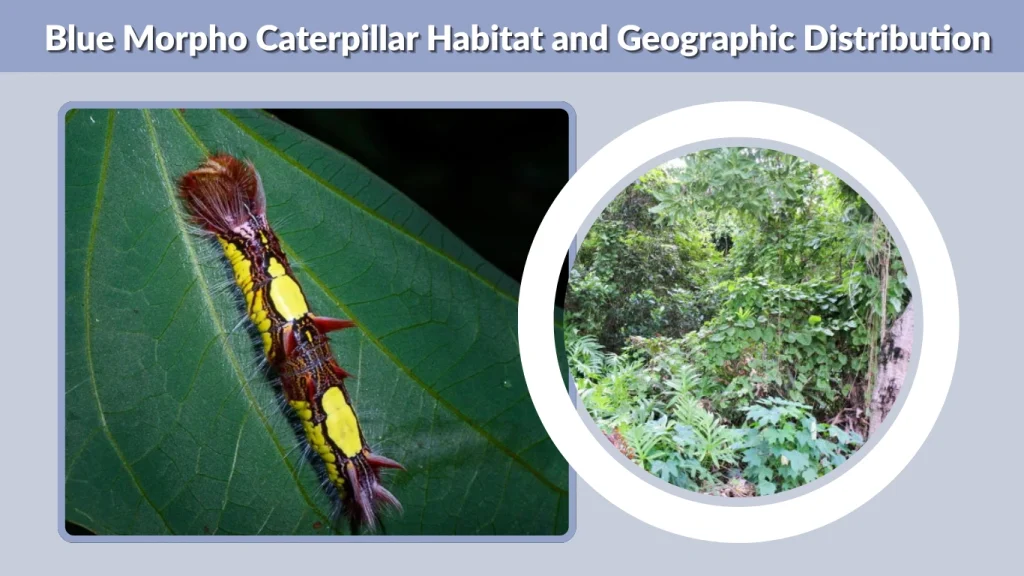 Blue Morpho Caterpillar Habitat and Geographic Distribution