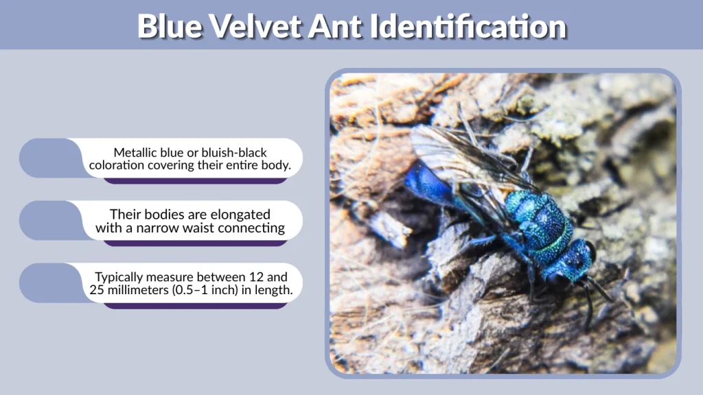 Blue Velvet Ant Identification