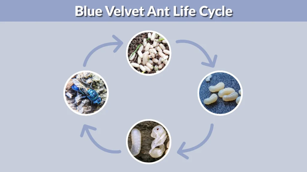 Blue Velvet Ant Life Cycle