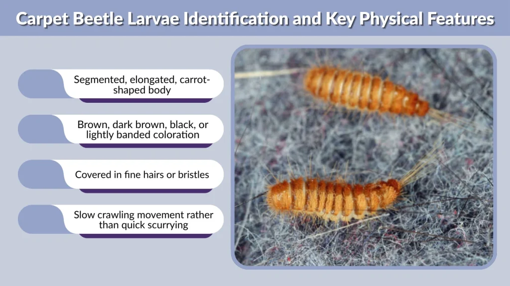 Carpet Beetle Larvae Identification and Key Physical Features