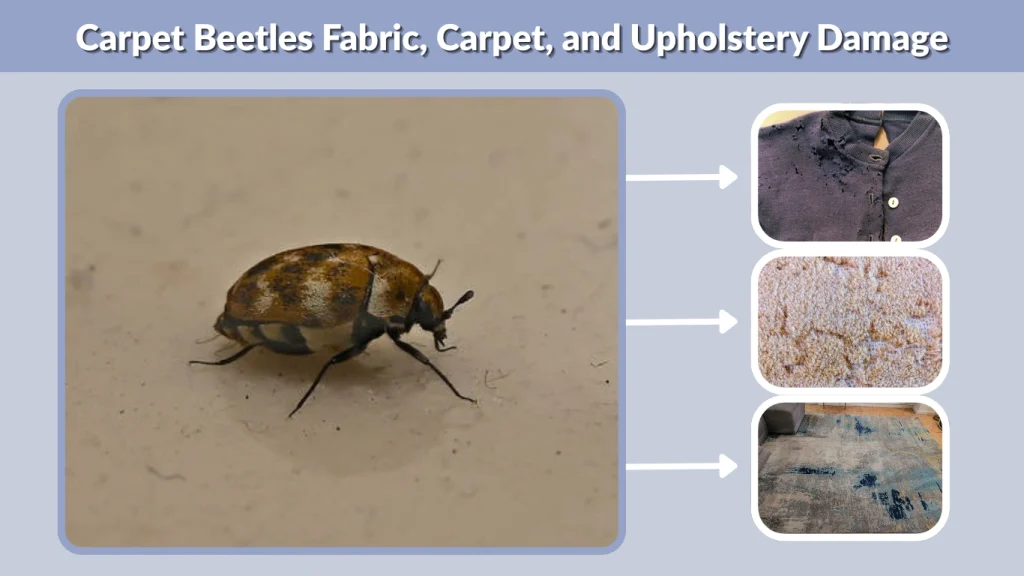 Carpet Beetles Fabric, Carpet, and Upholstery Damage