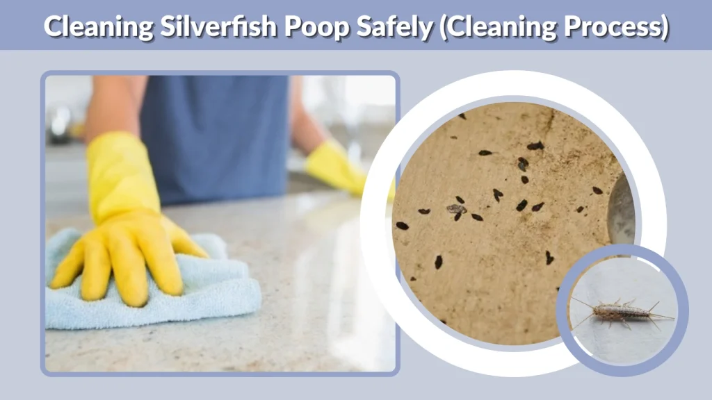 Cleaning Silverfish Poop Safely (Cleaning Process)