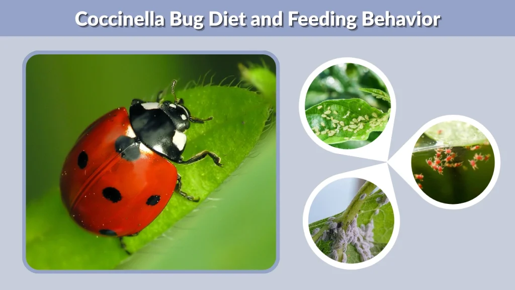 Coccinella Bug Diet and Feeding Behavior
