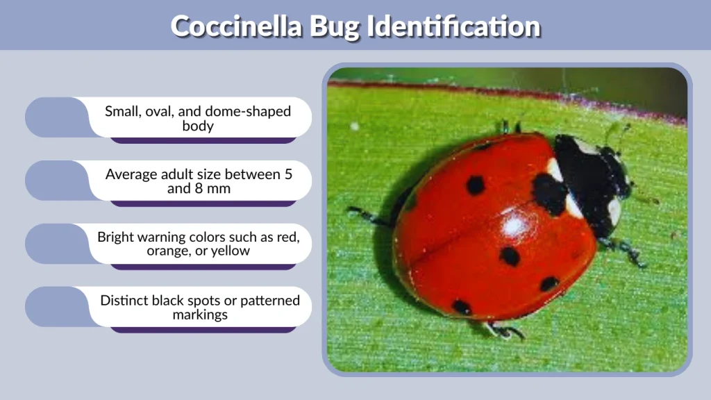 Coccinella Bug Identification