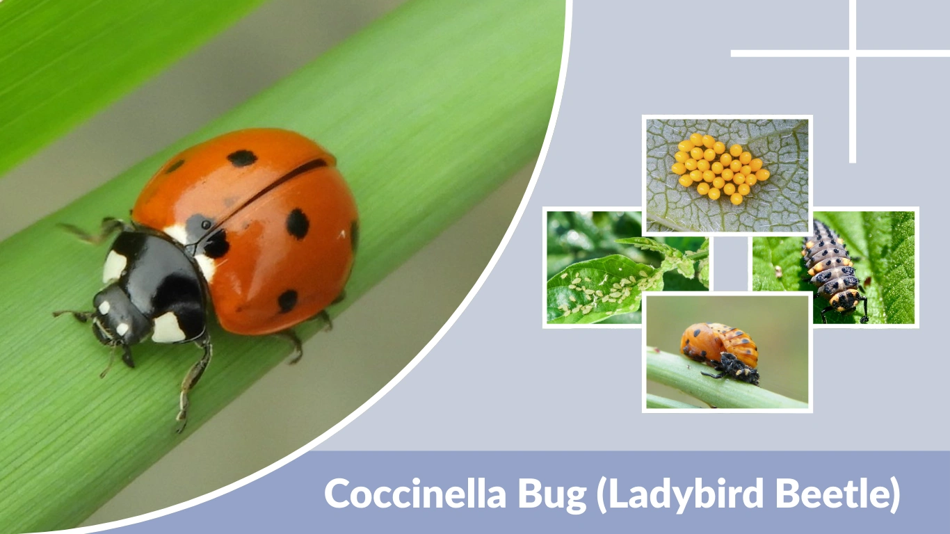 Coccinella Bug (Ladybird Beetle) Identification, Habitat, and Life Cycle