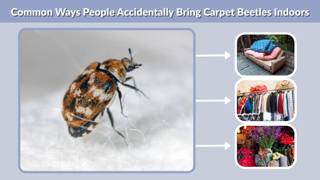 Common Ways People Accidentally Bring Carpet Beetles Indoors