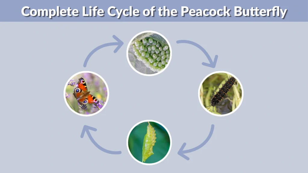 Complete Life Cycle of the Peacock Butterfly