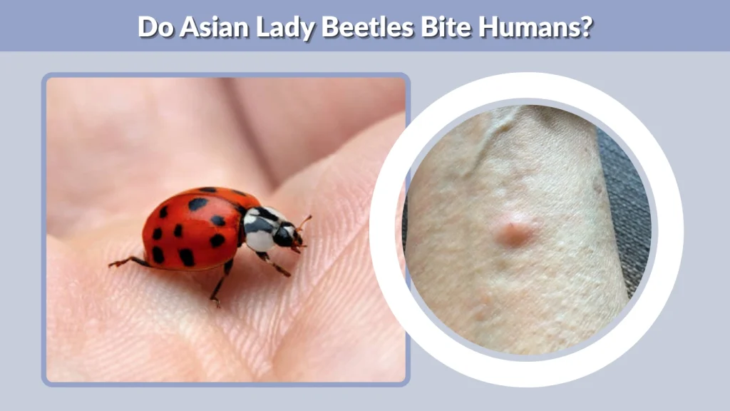 Do Asian Lady Beetles Bite Humans