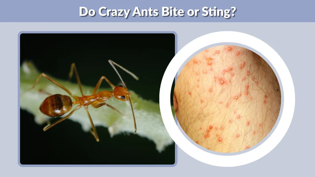 Do Crazy Ants Bite or Sting
