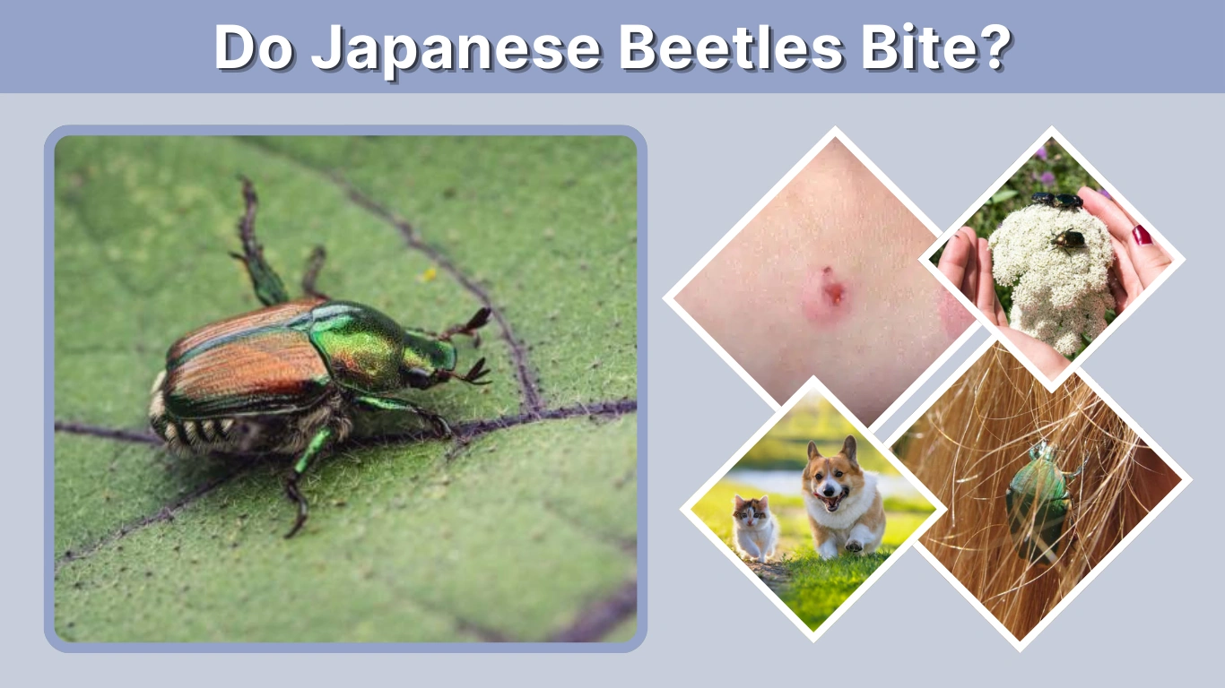 Do Japanese Beetles Bite Facts About Bites, Stings, and Safety