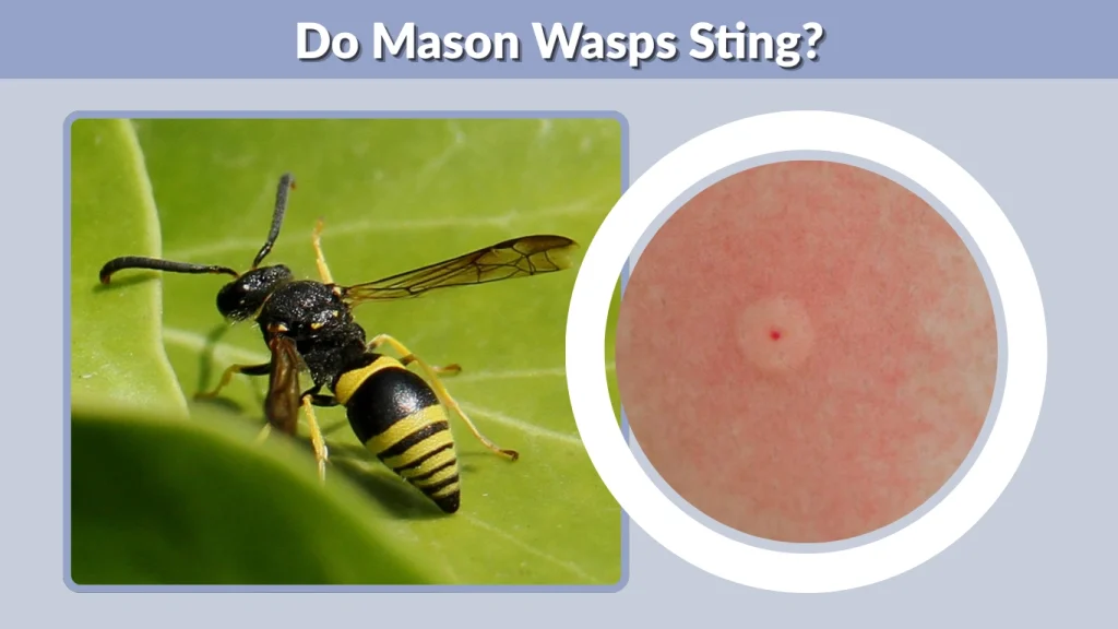 Do Mason Wasps Sting
