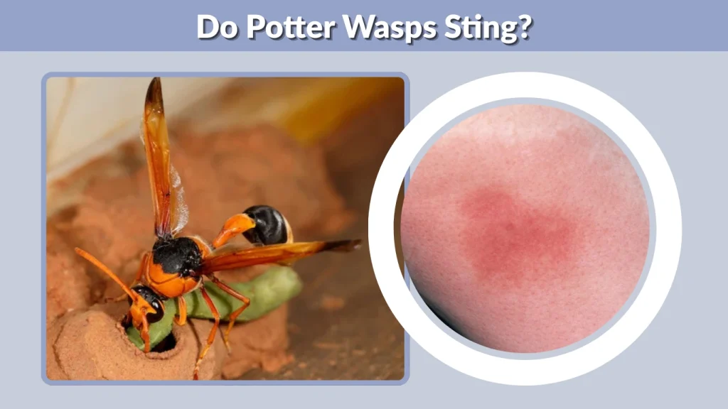 Do Potter Wasps Sting