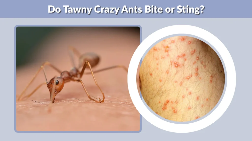 Do Tawny Crazy Ants Bite or Sting