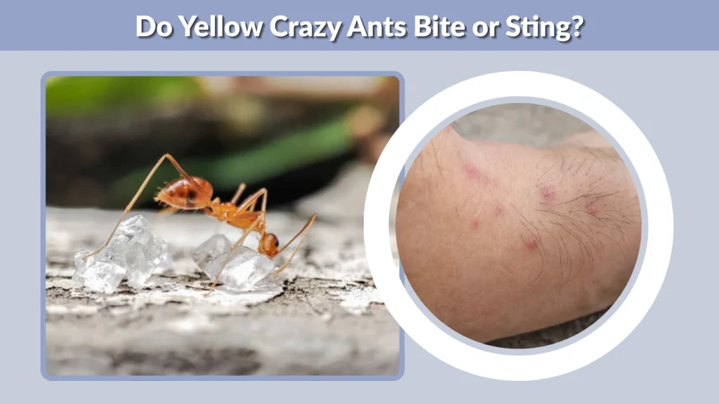 Do Yellow Crazy Ants Bite or Sting