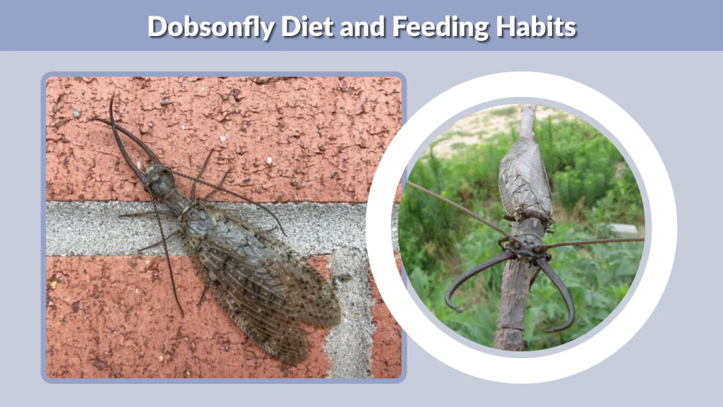 Dobsonfly Diet and Feeding Habits