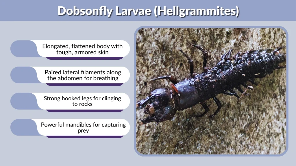 Dobsonfly Larvae (Hellgrammites)