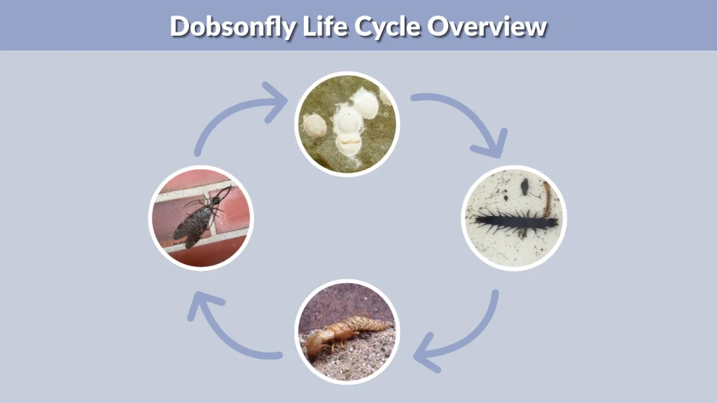 Dobsonfly Life Cycle Overview