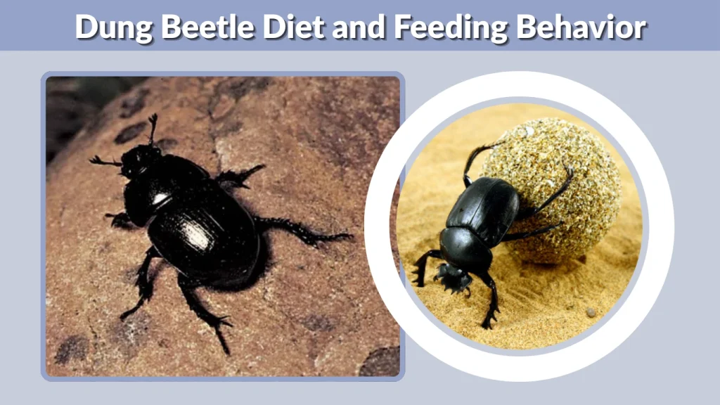 Dung Beetle Diet and Feeding Behavior