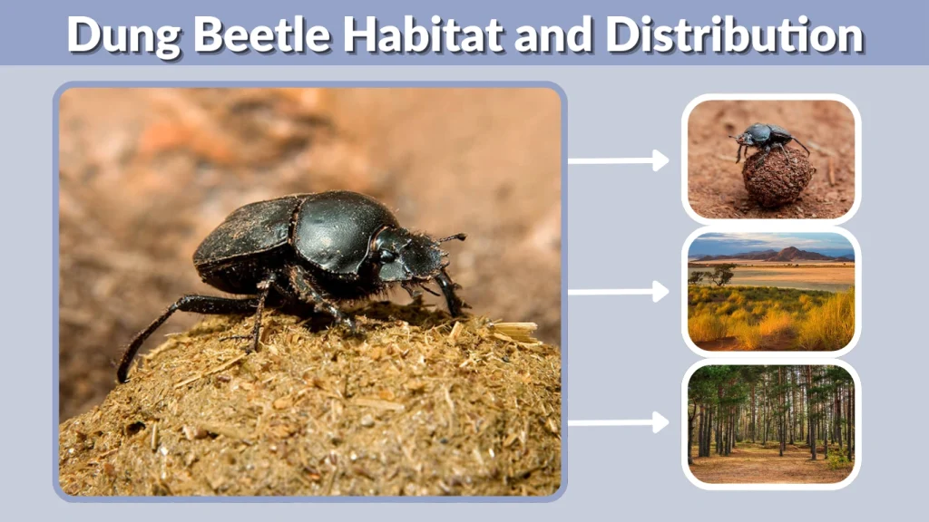 Dung Beetle Habitat and Distribution