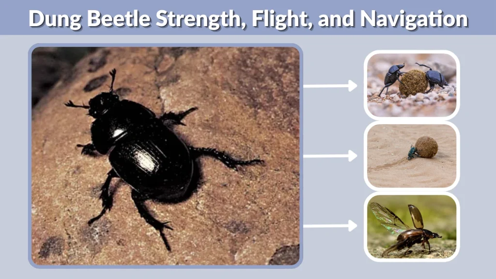 Dung Beetle Strength, Flight, and Navigation