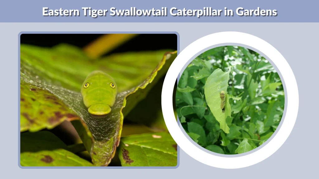 Eastern Tiger Swallowtail Caterpillar in Gardens