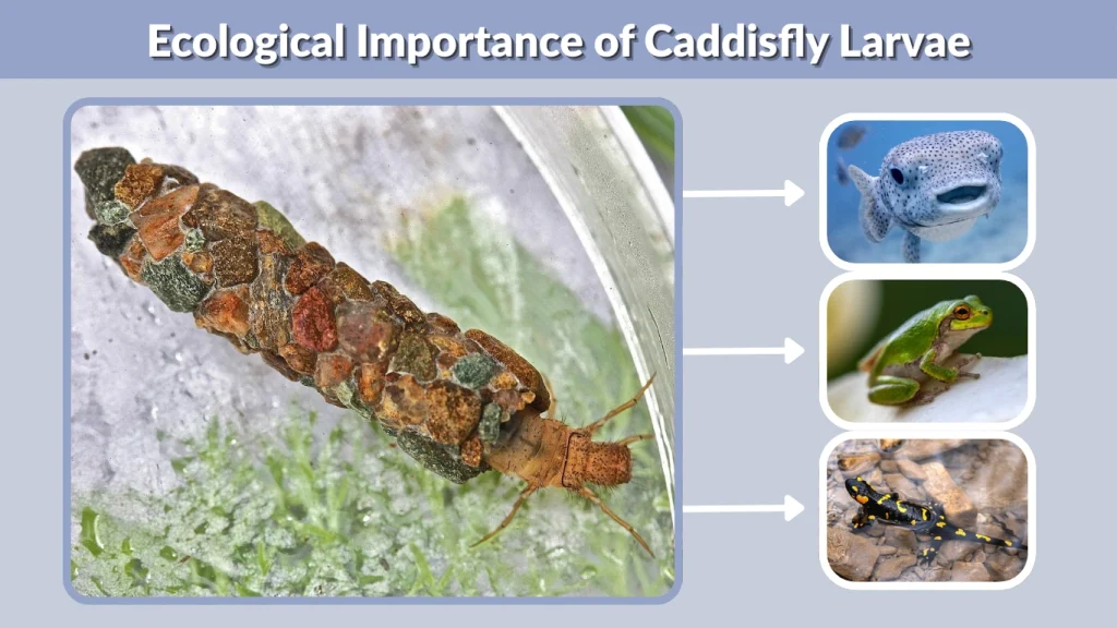 Ecological Importance of Caddisfly Larvae