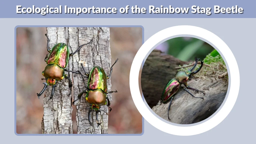 Ecological Importance of the Rainbow Stag Beetle