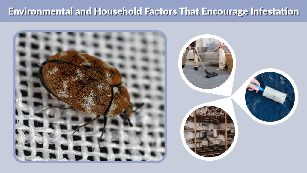 Environmental and Household Factors That Encourage Infestation