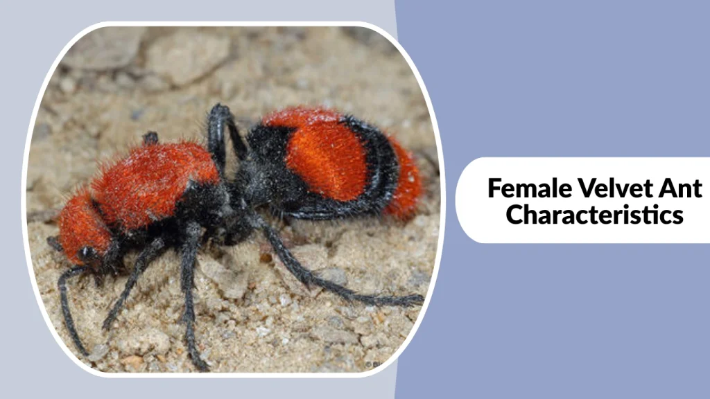 Female Velvet Ant Characteristics
