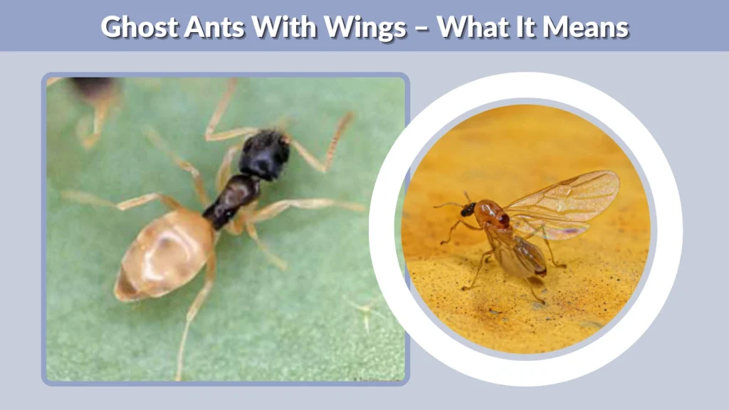 Ghost Ants With Wings – What It Means