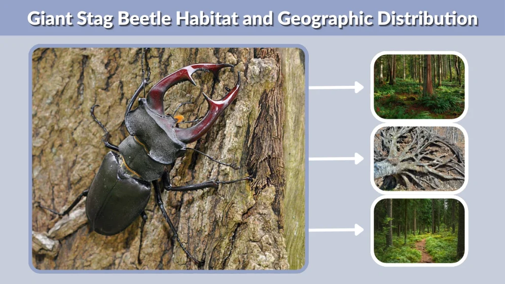 Giant Stag Beetle Habitat and Geographic Distribution