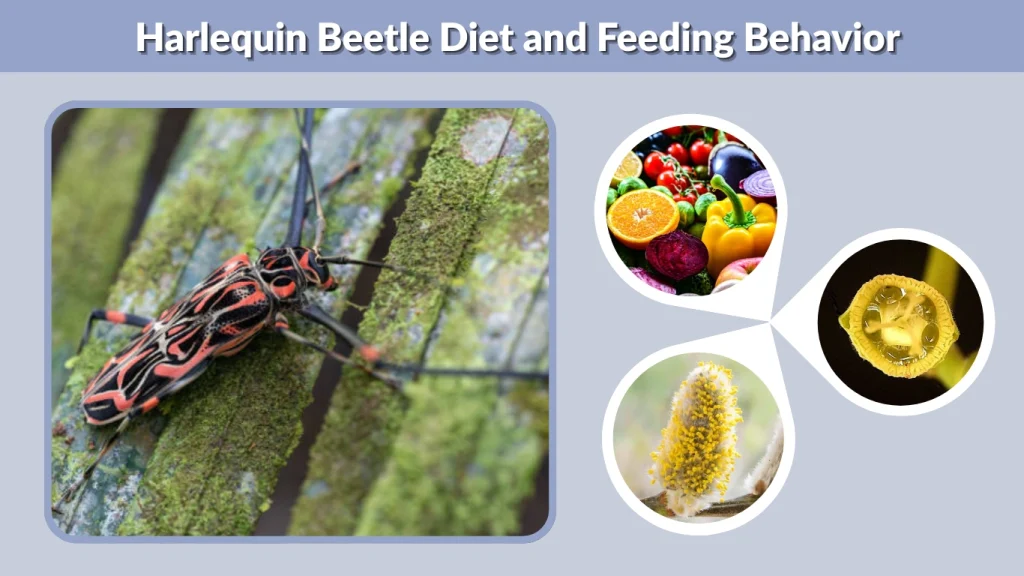 Harlequin Beetle Diet and Feeding Behavior