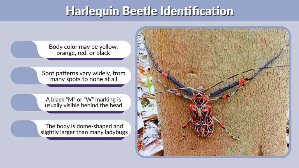 Harlequin Beetle Identification