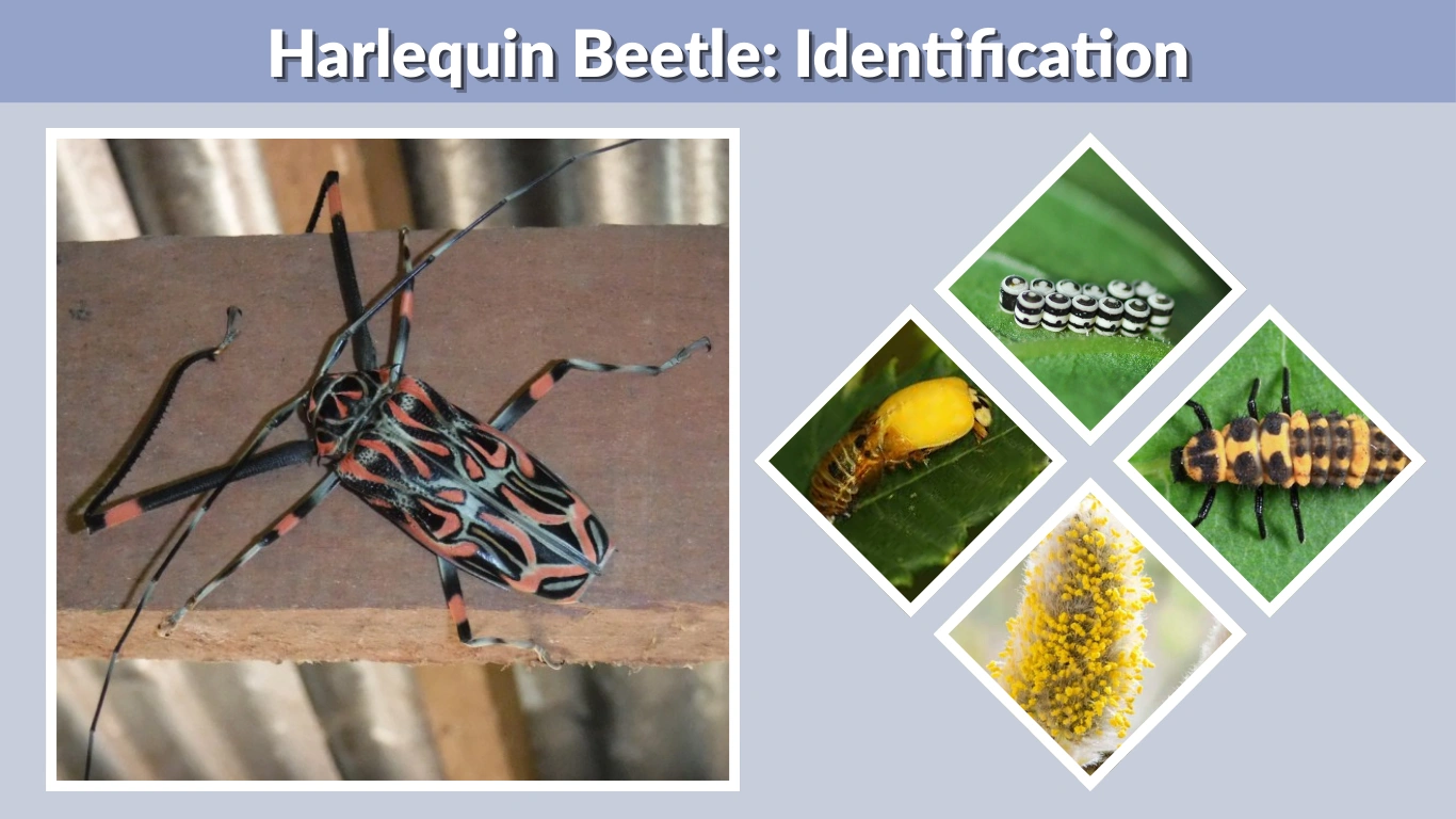 Harlequin Beetle Identification, Habitat, Bites & Facts