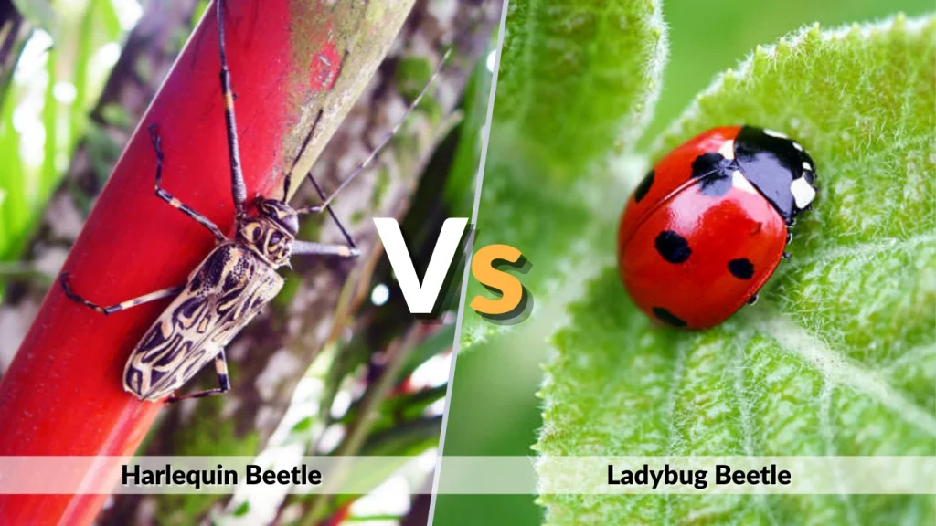 Harlequin Beetle vs Ladybug
