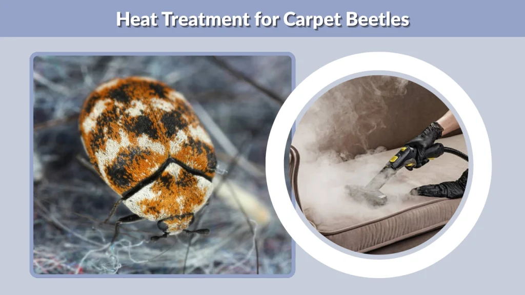 Heat Treatment for Carpet Beetles