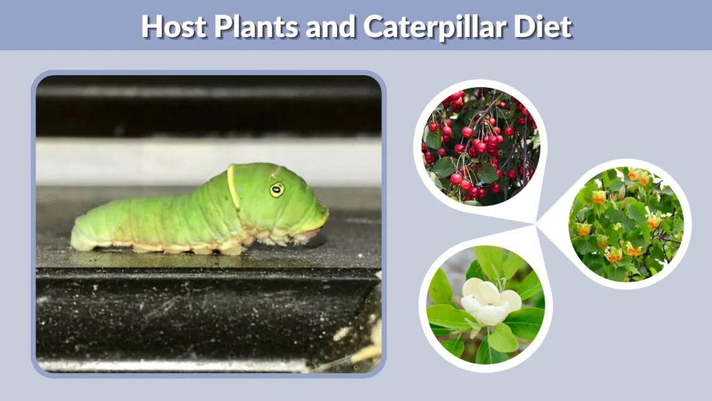 Host Plants and Caterpillar Diet
