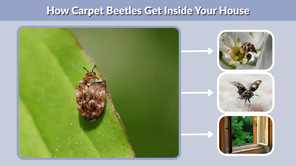 How Carpet Beetles Get Inside Your House